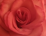 30th May 2024 - Rose Red