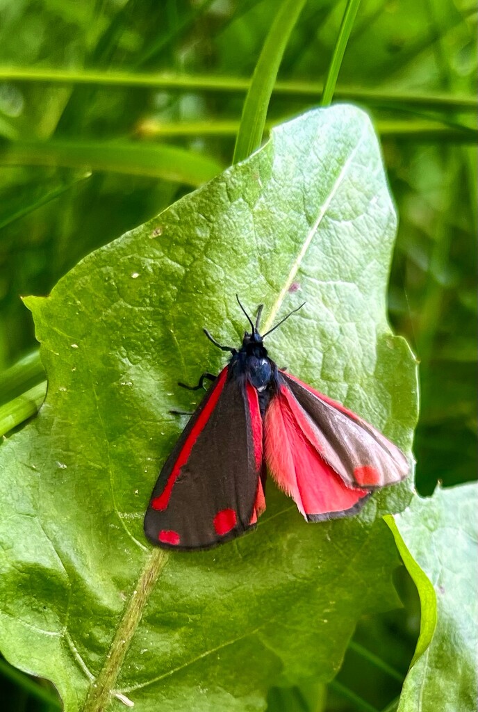 Cinnabar moth by pattyblue