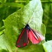 Cinnabar moth by pattyblue