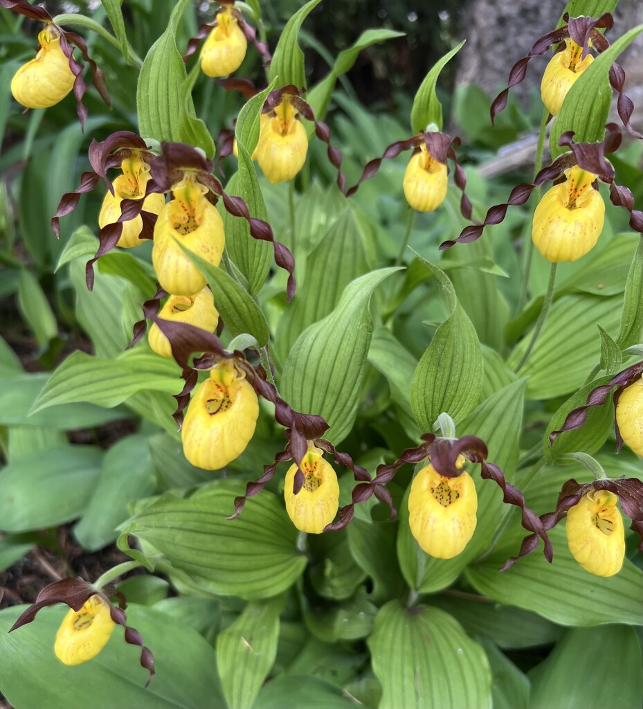 Yellow Lady Slippers by radiogirl