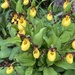 Yellow Lady Slippers by radiogirl
