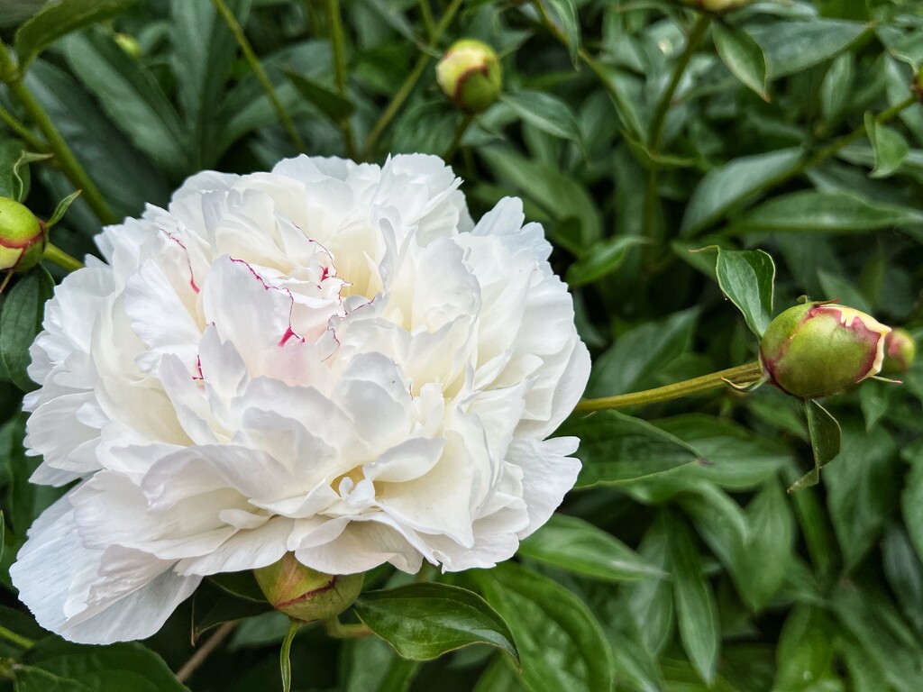 white peony by amyk