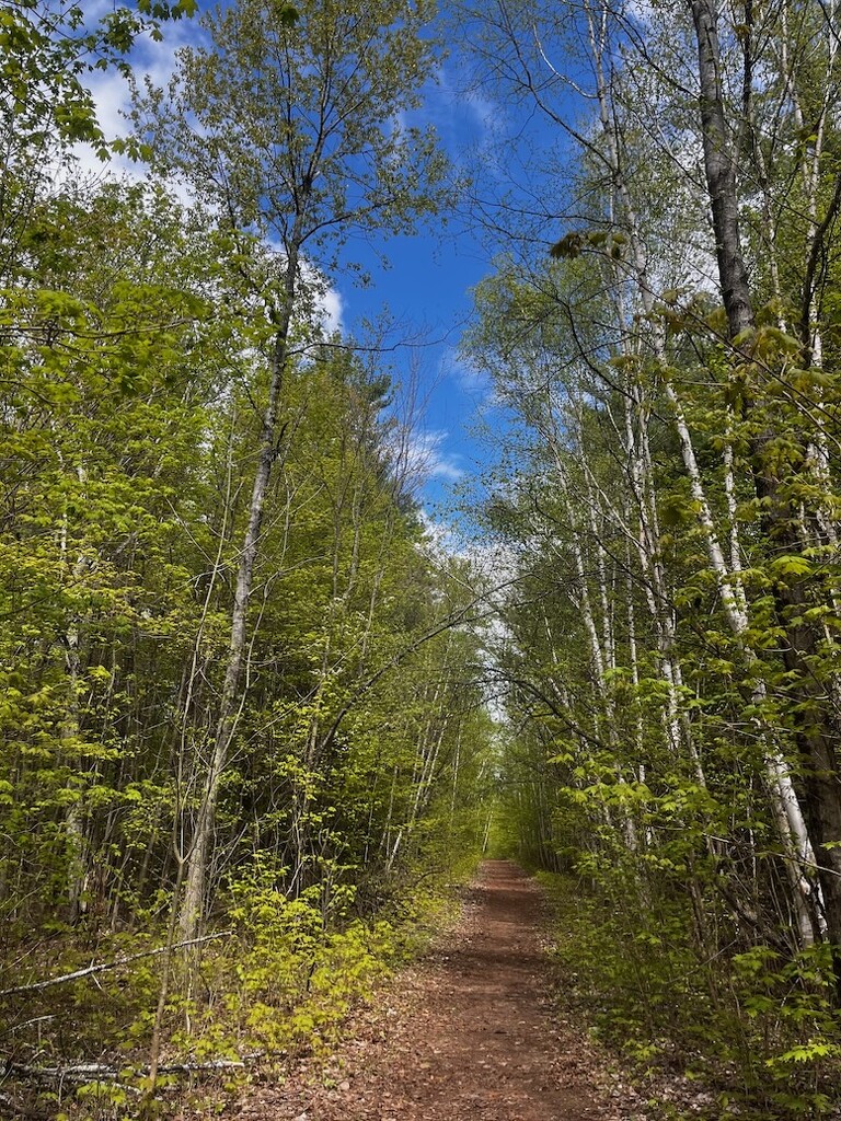 Beautiful Walk Today! by sunnygreenwood