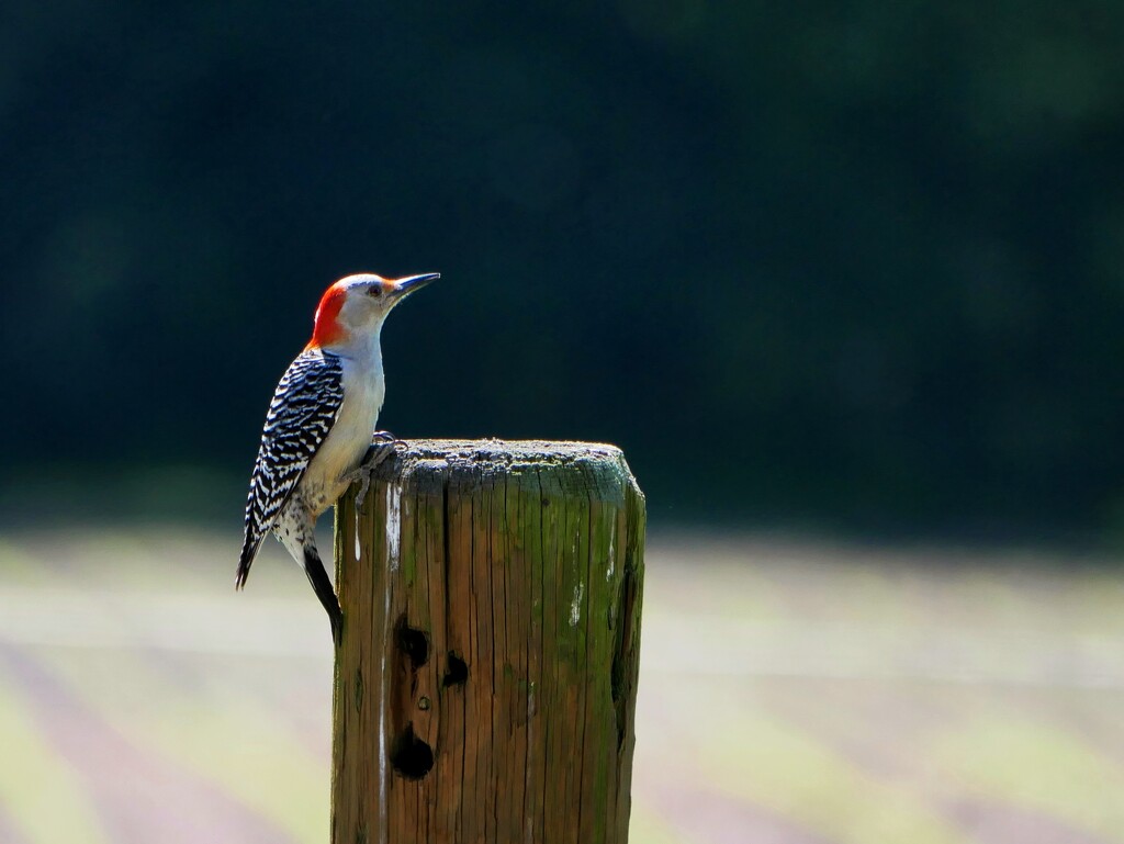 Red-bellied Woodpecker by ljmanning