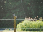 30th May 2024 - Eastern Bluebird