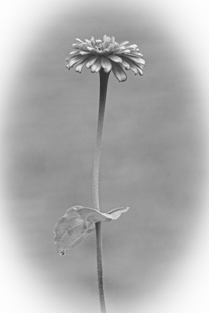 Zinnia in B&W... by thewatersphotos