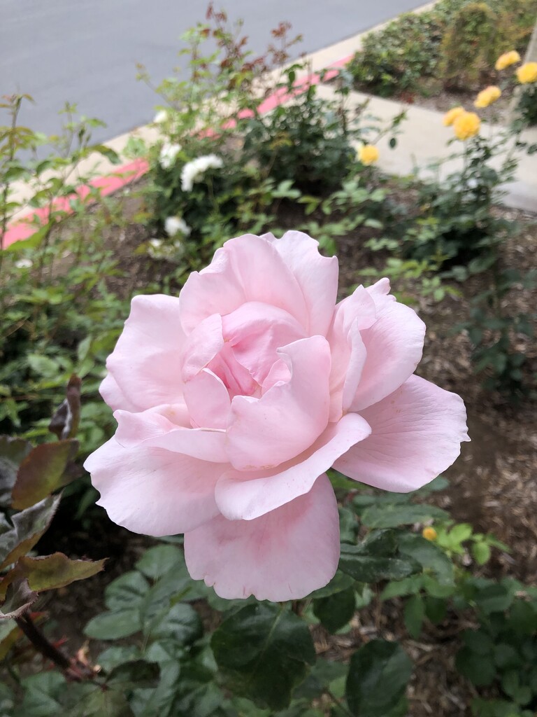 Rose  by loweygrace