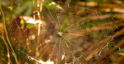 30th May 2024 - Spider Web!