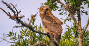 30th May 2024 - The Baby Great Horned Owl!
