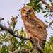 The Baby Great Horned Owl! by rickster549