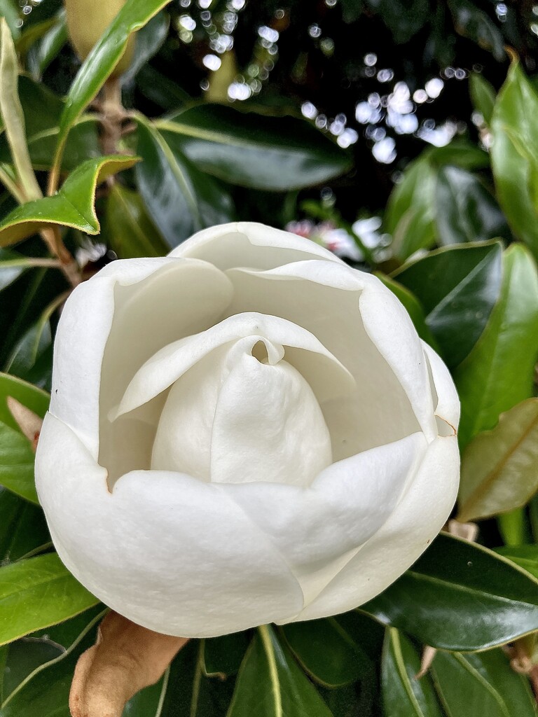 Magnolia bud by jgcapizzi