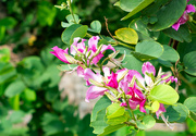 30th May 2024 - Pink and White Flowers. Kota Padang 