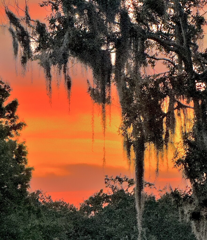 Moss-draped Southern sunset.  Quite atmospheric!  by congaree