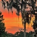 Moss-draped Southern sunset.  Quite atmospheric! 
