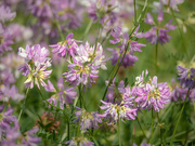 30th May 2024 - A purple crown vetch