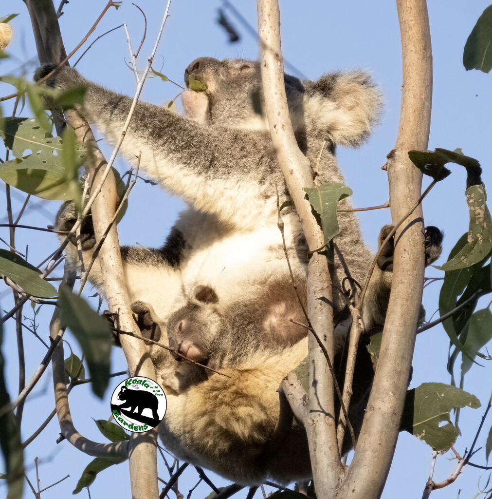 the full story by koalagardens