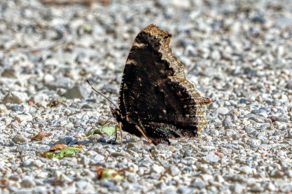 Mourning Cloak by princessicajessica