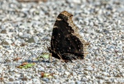 30th May 2024 - Mourning Cloak