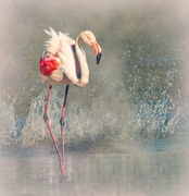 31st May 2024 - Happy Flamingo Friday