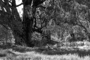 31st May 2024 - Gum tree and gate