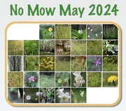 31st May 2024 - No Mow May 2024