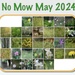 No Mow May 2024