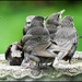 How many can get into the birdbath? by rosiekind