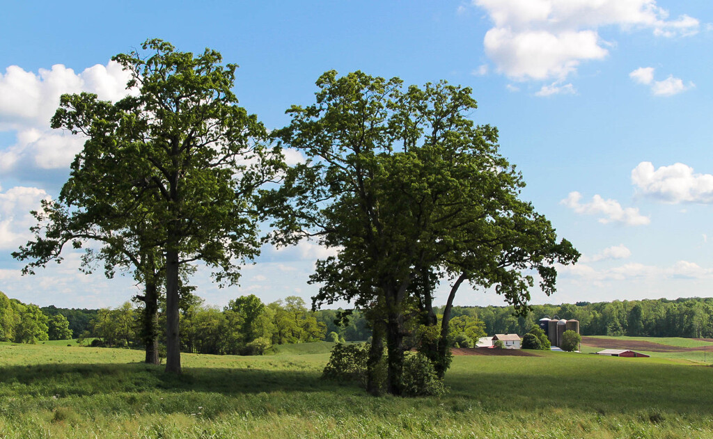 Trees and farm in the country by mittens