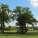 Trees and farm in the country