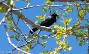 31st May 2024 - Grackle