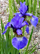 31st May 2024 - Blue Flag Iris