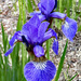 Blue Flag Iris by paintdipper
