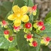 Hypericum Berries