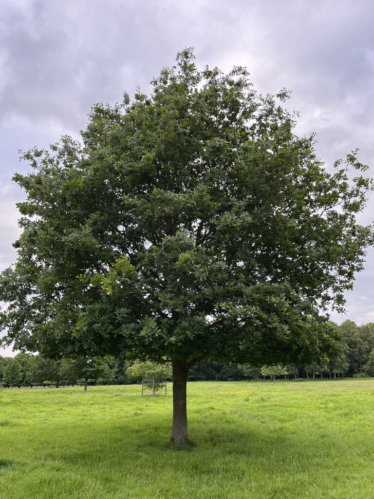 Tree by helenawall