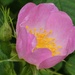 Wild Rose by fishers