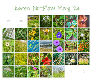 31st May 2024 - No Mow Calendar