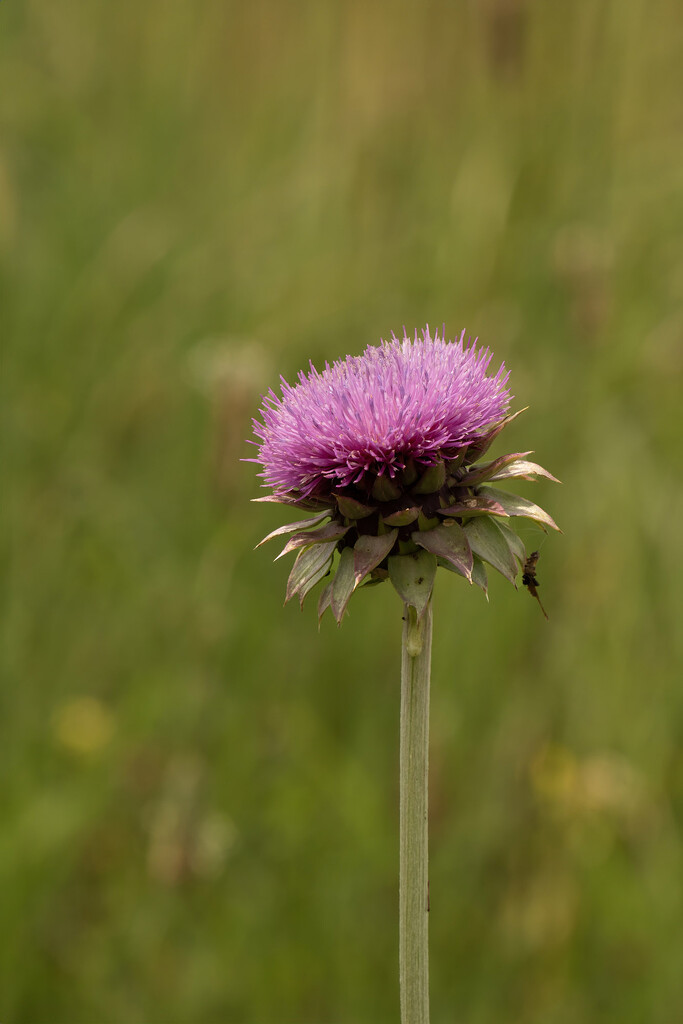 Plumeless Thistle by k9photo