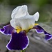 Yet Another Hybrid Iris by bjywamer
