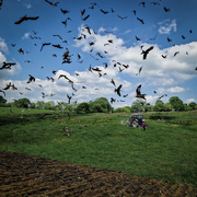 31st May 2024 - Gigrin farm red kite feeding station 