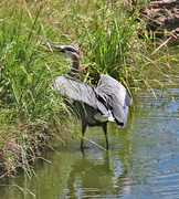 30th May 2024 - May 30 Heron Ready To Jump On Bank IMG_9977AAA