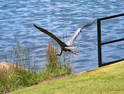 29th May 2024 - May 29 Heron Low Over Path IMG_9930AAA