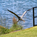 May 29 Heron Low Over Path IMG_9930AAA by georgegailmcdowellcom