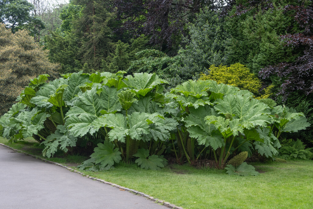 Gunnera manicata by lumpiniman