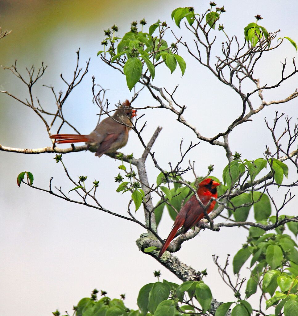 May 22 Cardinals With Female Singing IMG_6392AA by georgegailmcdowellcom