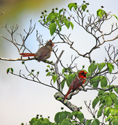 22nd May 2024 - May 22 Cardinals With Female Singing IMG_6392AA