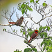 May 22 Cardinals With Female Singing IMG_6392AA by georgegailmcdowellcom