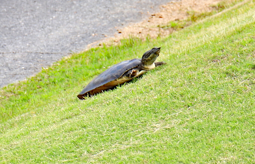Turtle Struggling With Next Step IMG_6447AA by georgegailmcdowellcom