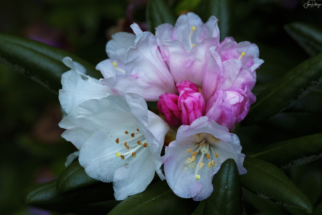 Pink and White Porcelain Rhody by jgpittenger