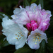 Pink and White Porcelain Rhody