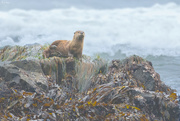 31st May 2024 - River Otter Showing Her Feet 